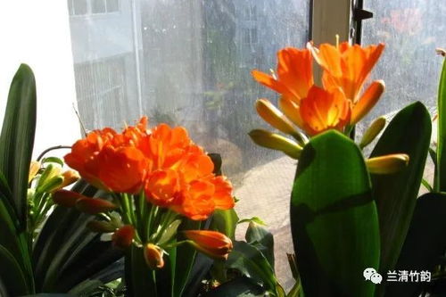 种子处理与土壤配制