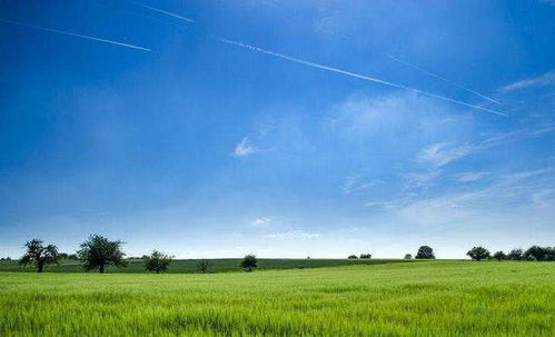 草原种草，选种学问多