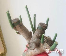 新手养发财树必看！修剪教程来了
