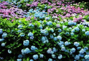 绣球花：耐阴但不喜树荫