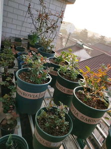 家庭园艺除草小秘籍