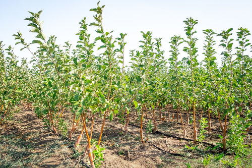 打药的时间与技巧