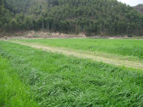 ① 披碱草（抗寒界扛把子）