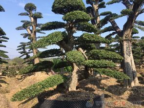 造型罗汉松：价格与规格的较量