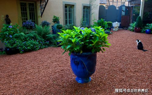 不开花怎么办？