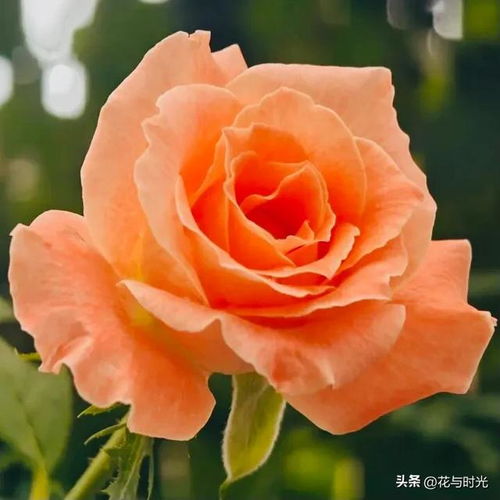 切花月季的生长习性， 了解一下