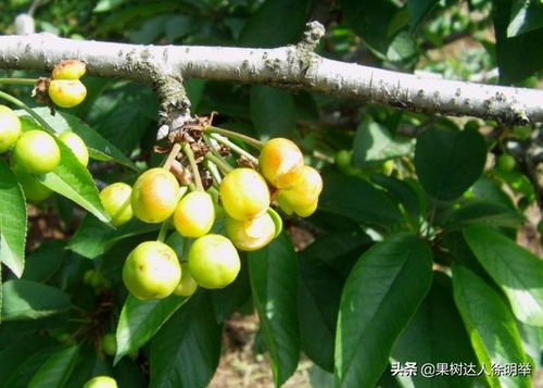 桂花春季落叶后如何通过环境调控和病害防治来促进其恢复生长