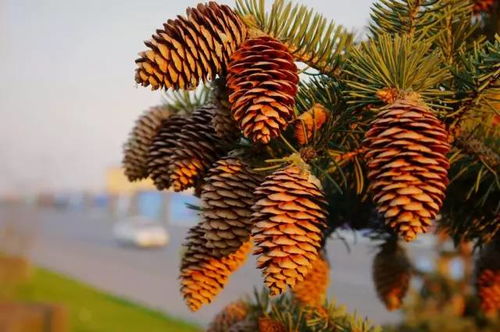 松果的品种和松树的品种