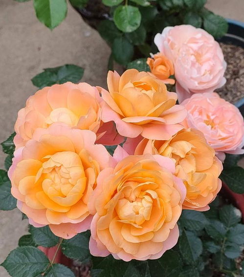 适合种植的季节