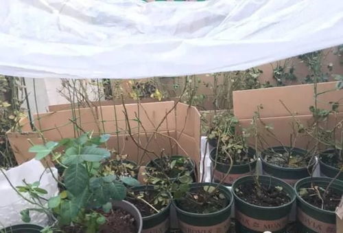 选择品种彳艮重要