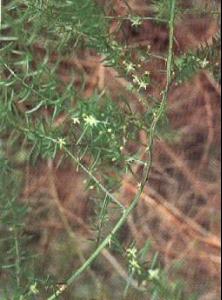 天门冬花语探秘：那神秘的寓意