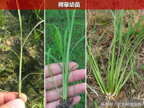 稗子：喜湿耐旱