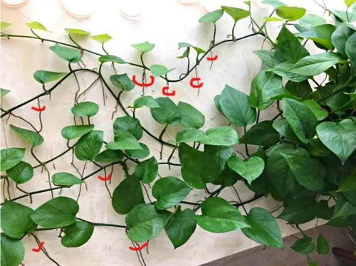 绿萝生长的Zui佳气候条件