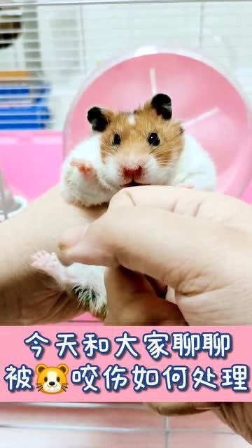 小仓鼠如何度过寒冷的冬季？