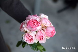 伊芙月季种植方法与注意事项