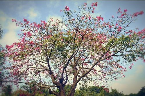 梅花：坚韧不拔的花魁