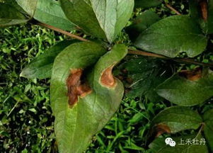 一、牡丹炭疽病的那些事儿