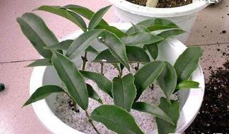 三、插床的准备