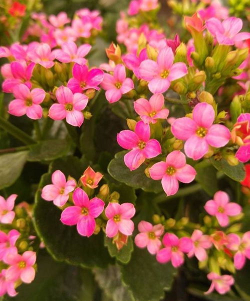 养护花儿的小贴士