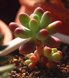 如何高效养护多肉植物，让乙女心焕发生机？