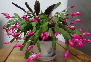 种植二年生草本花卉的注意事项