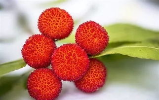 选种与处理：种子要挑好的， 洗得要干净