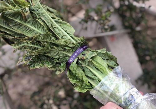 冬季畜牧饲养指南：白菜、萝卜、韭菜、菠菜的种植与管理技巧