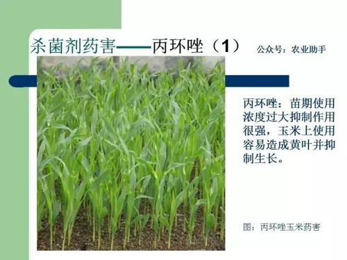 金皇金农药，你值得拥有！