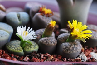 浇水与通风：促进幼苗生长的关键