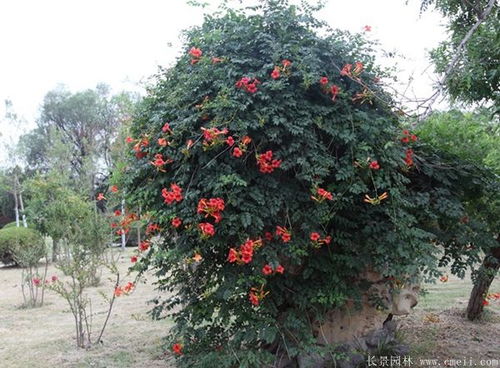 凌霄花种植， 庭院中的绿色精灵
