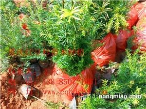 沭阳欧月小苗与杯苗价格