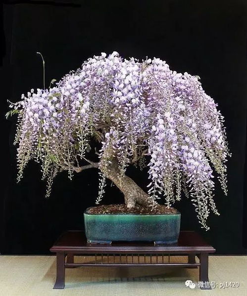 紫藤盆景施肥，有技巧