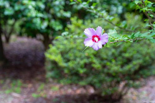 菊花， 那神秘的美丽存在