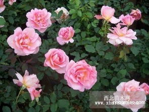 室内外月季的养护区别