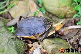 黄缘闭壳龟养殖技术，关注龟种繁殖与生态养殖