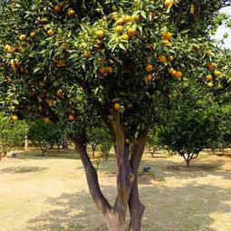 3. 枣树：早得贵子的寓意