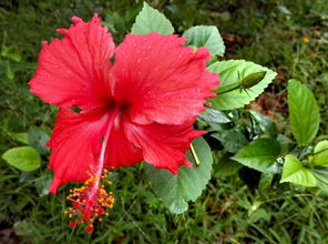 掺伪品种与采集花枝
