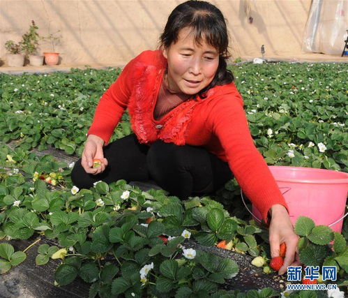 生物农药：环保与平安