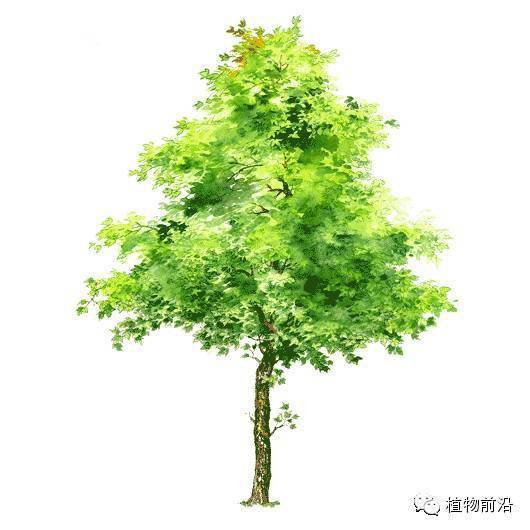 围墙边种树， 紫藤是个好选择