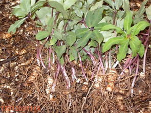 种植时间与采购渠道