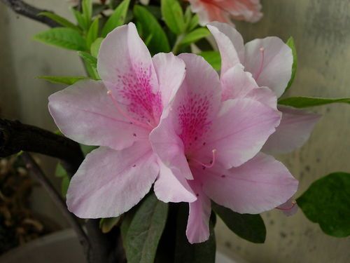 杜鹃花如何浇水？浇水量和频率有讲究吗