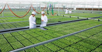 施肥不当导致土壤板结