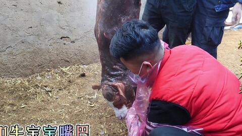 母牛子宫脱出治疗指南：怀孕后期的护理策略