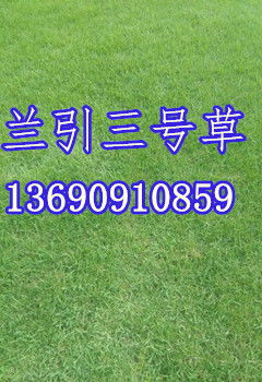 台湾青草种的耐热性嫩探秘