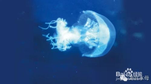 水母养殖技术探讨