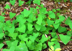 耐贫瘠植物：豆科植物等