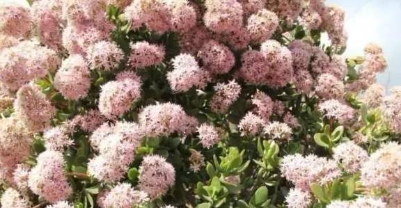 北方哪些地理区域可实现全年常绿