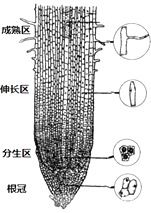 根系吸收的三大关键