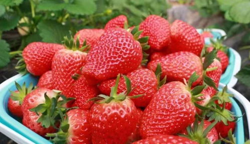 三个要命的秋播误区