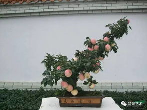 盆栽苹果树的修剪技巧， 让你轻松变园艺大师